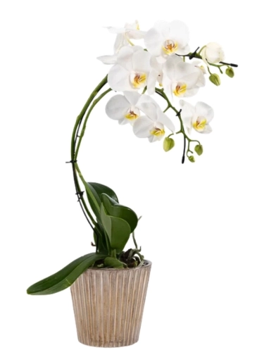 White Cascade Christmas Orchid makes a beautiful impression